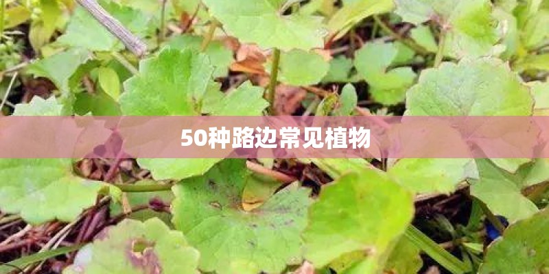 50种路边常见植物
