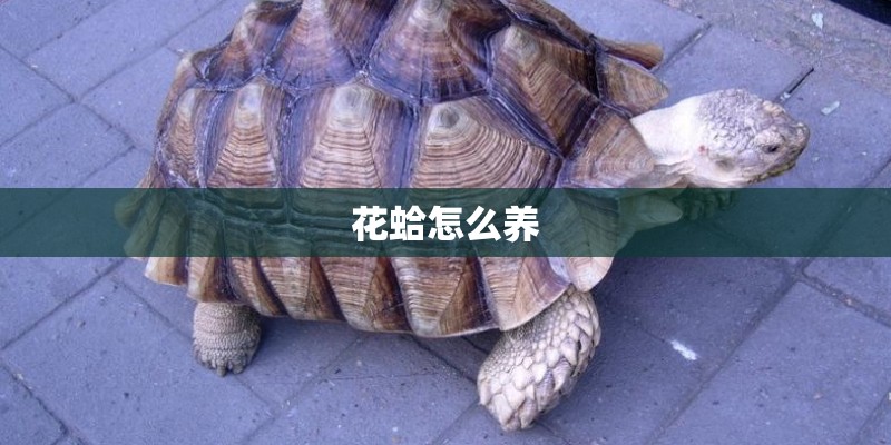 花蛤怎么养