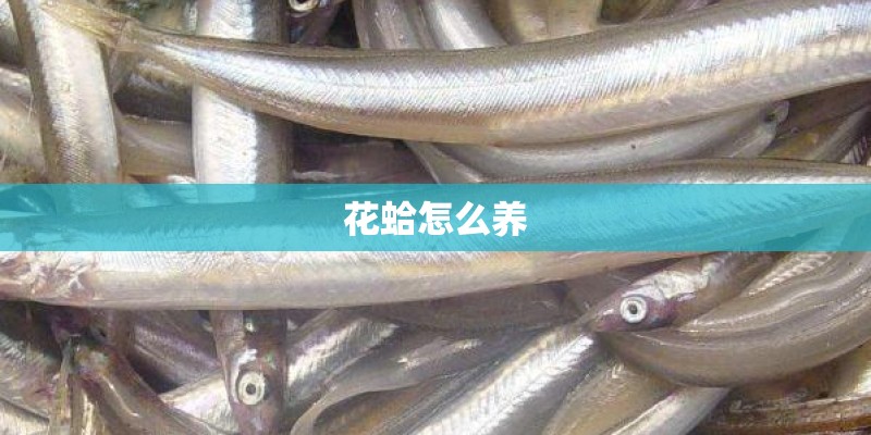 花蛤怎么养
