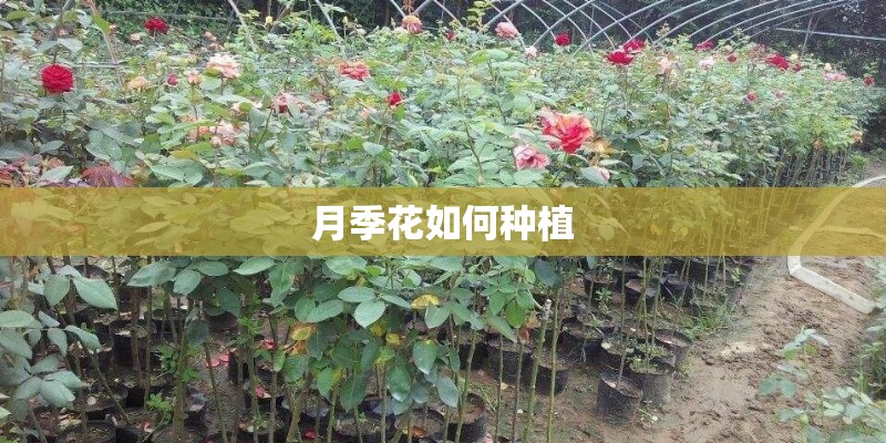 月季花如何种植