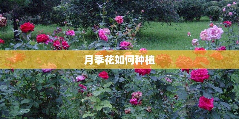 月季花如何种植