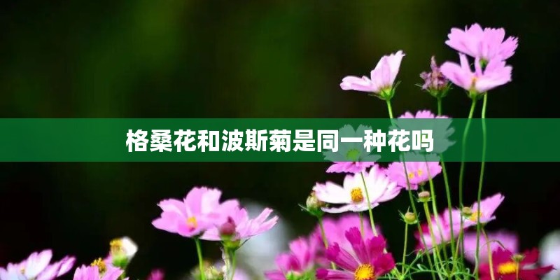 格桑花和波斯菊是同一种花吗