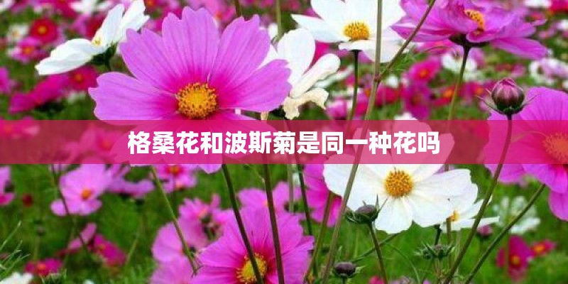 格桑花和波斯菊是同一种花吗