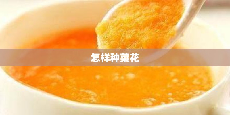怎样种菜花