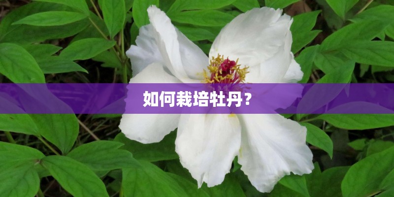 如何栽培牡丹？