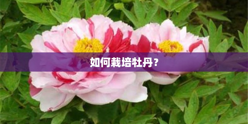 如何栽培牡丹？