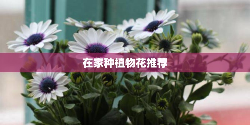 在家种植物花推荐
