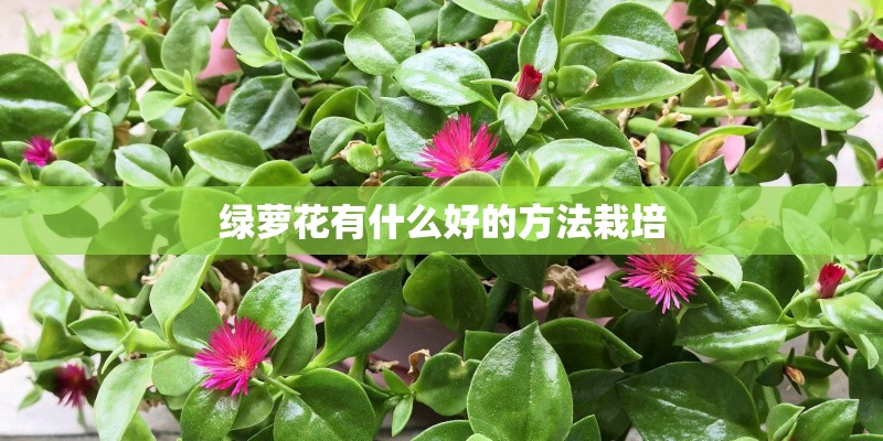 绿萝花有什么好的方法栽培