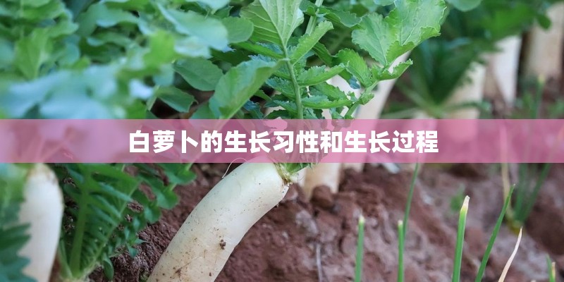 白萝卜的生长习性和生长过程