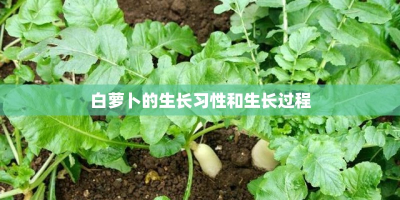 白萝卜的生长习性和生长过程