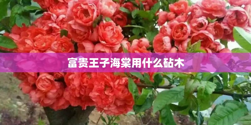 富贵王子海棠用什么砧木