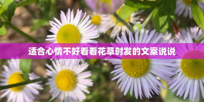 适合心情不好看看花草时发的文案说说
