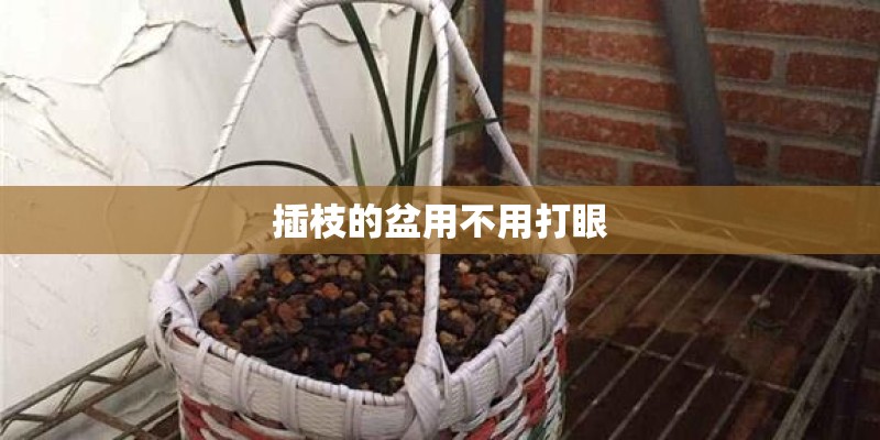 插枝的盆用不用打眼