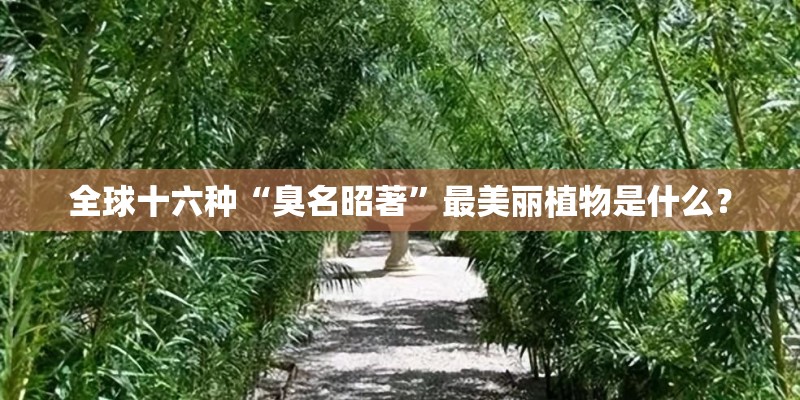 全球十六种“臭名昭著”最美丽植物是什么？