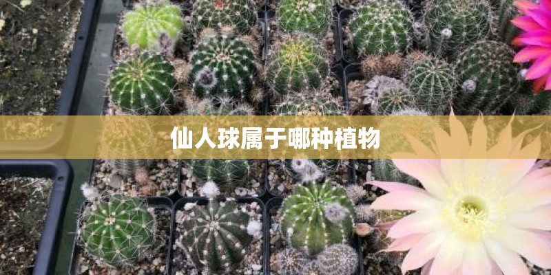 仙人球属于哪种植物