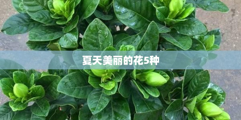 夏天美丽的花5种