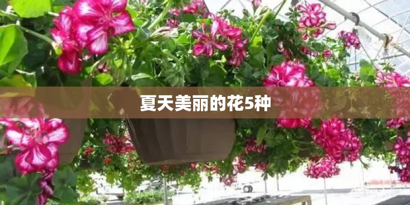 夏天美丽的花5种
