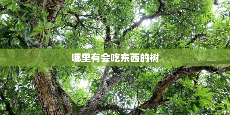哪里有会吃东西的树