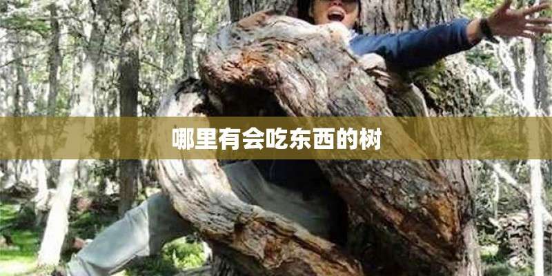 哪里有会吃东西的树