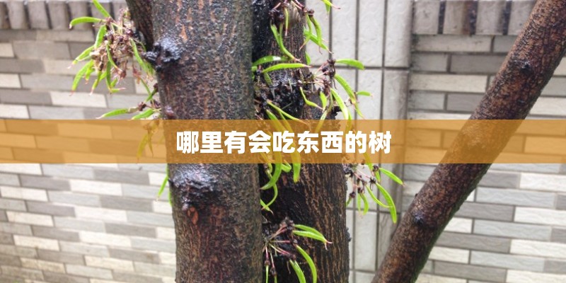 哪里有会吃东西的树
