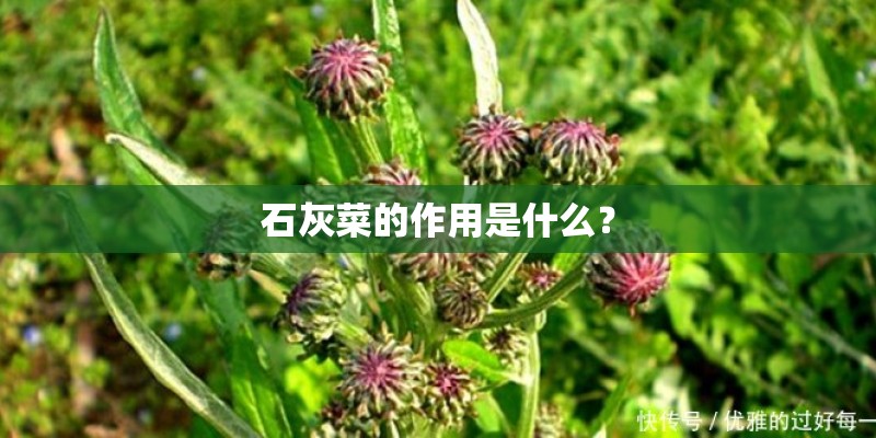 石灰菜的作用是什么？