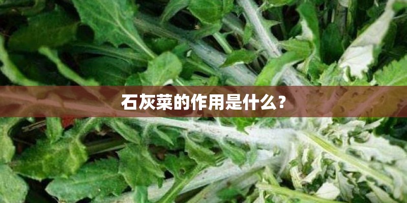石灰菜的作用是什么？