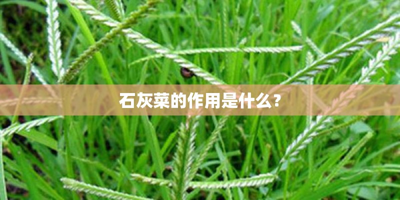 石灰菜的作用是什么？