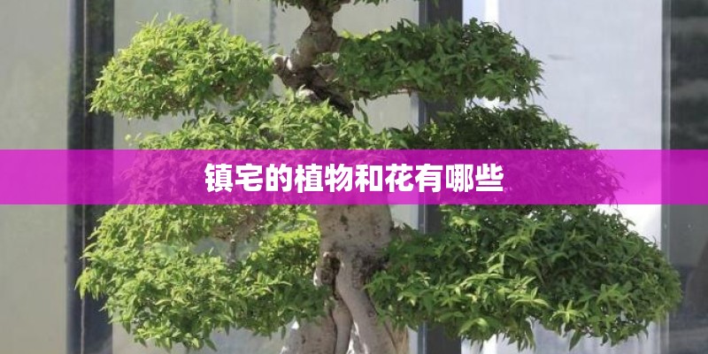 镇宅的植物和花有哪些