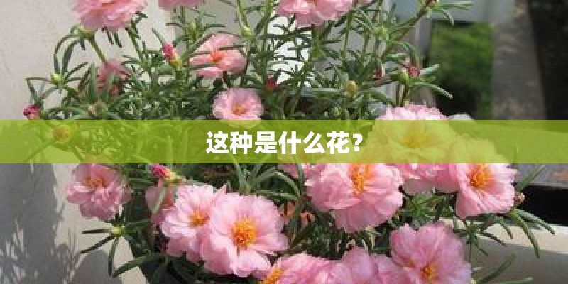 这种是什么花？