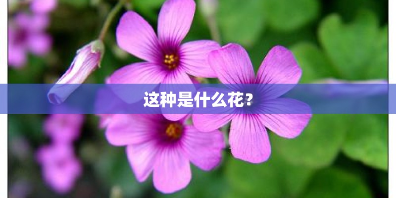 这种是什么花？
