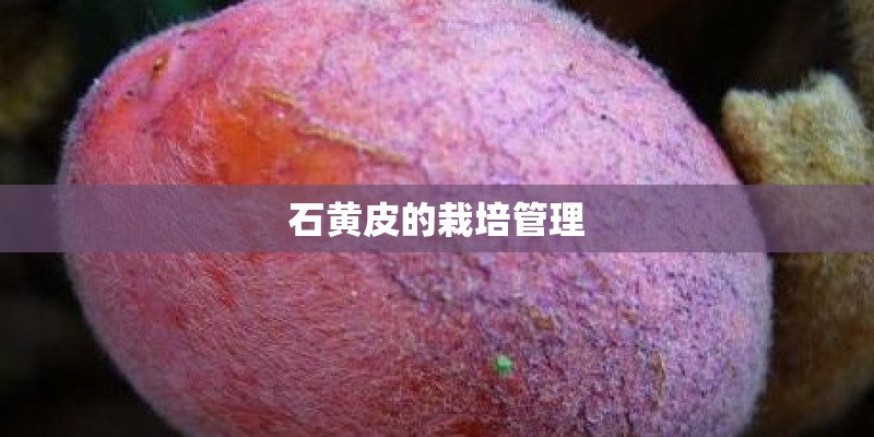 石黄皮的栽培管理