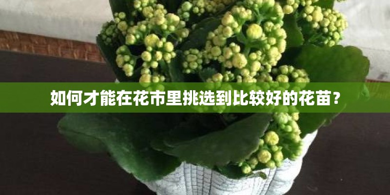 如何才能在花市里挑选到比较好的花苗？