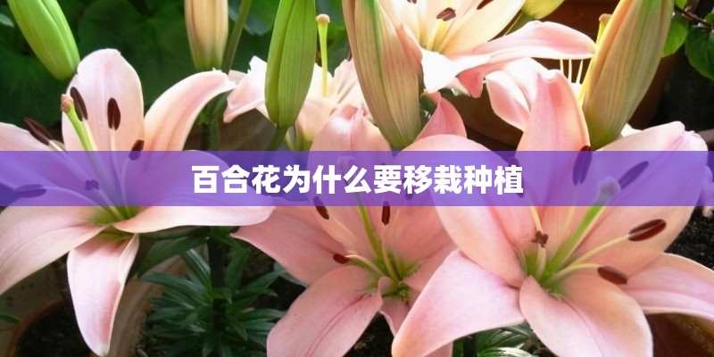 百合花为什么要移栽种植
