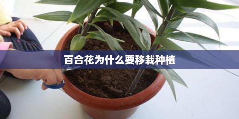 百合花为什么要移栽种植