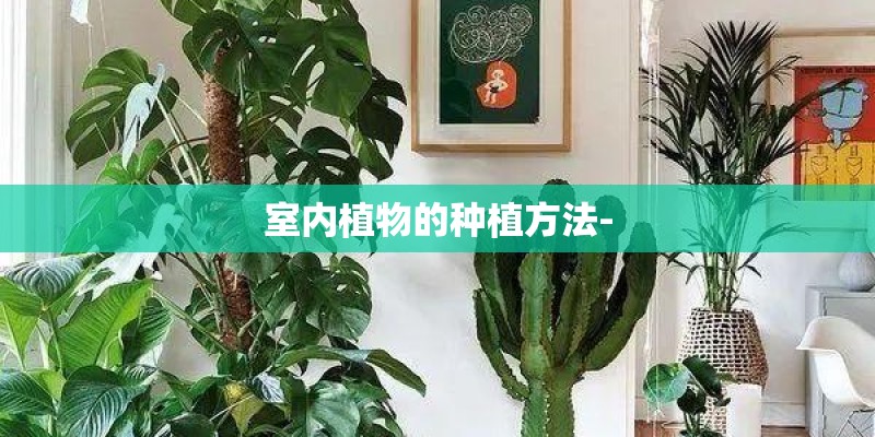 室内植物的种植方法-