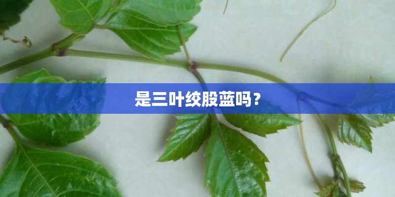 是三叶绞股蓝吗？
