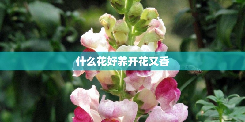 什么花好养开花又香