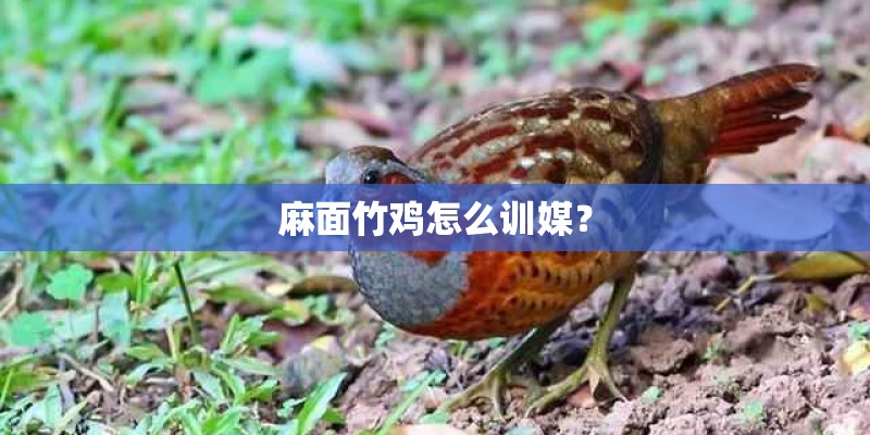 麻面竹鸡怎么训媒？