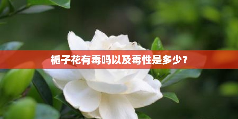 栀子花有毒吗以及毒性是多少？
