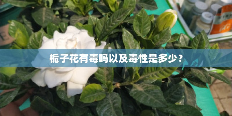 栀子花有毒吗以及毒性是多少？