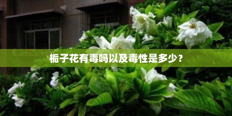 栀子花有毒吗以及毒性是多少？