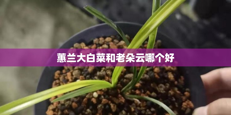 蕙兰大白菜和老朵云哪个好