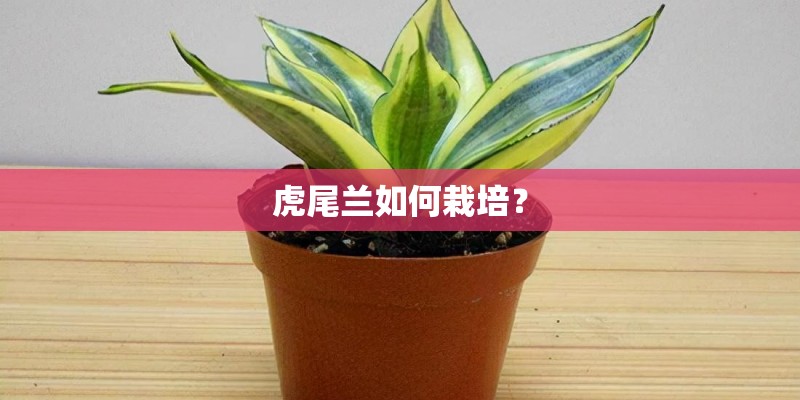 虎尾兰如何栽培？