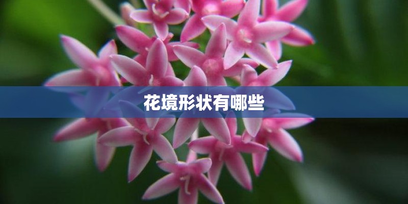 花境形状有哪些