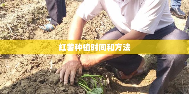 红薯种植时间和方法