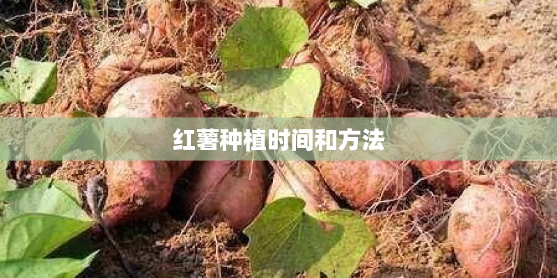 红薯种植时间和方法