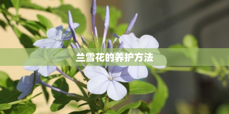 兰雪花的养护方法