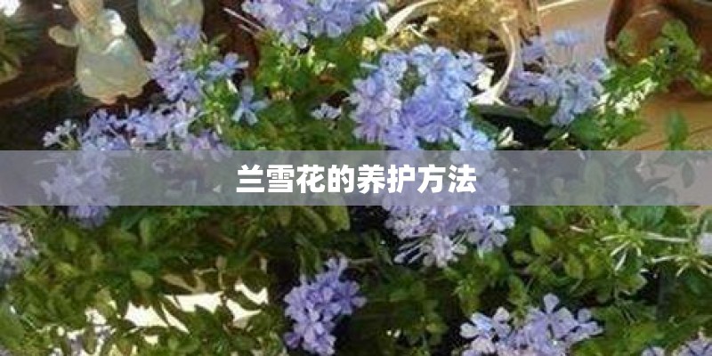 兰雪花的养护方法