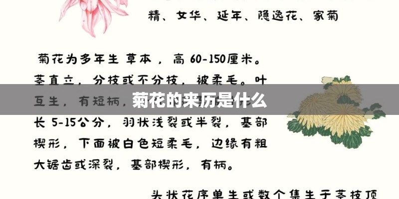 菊花的来历是什么