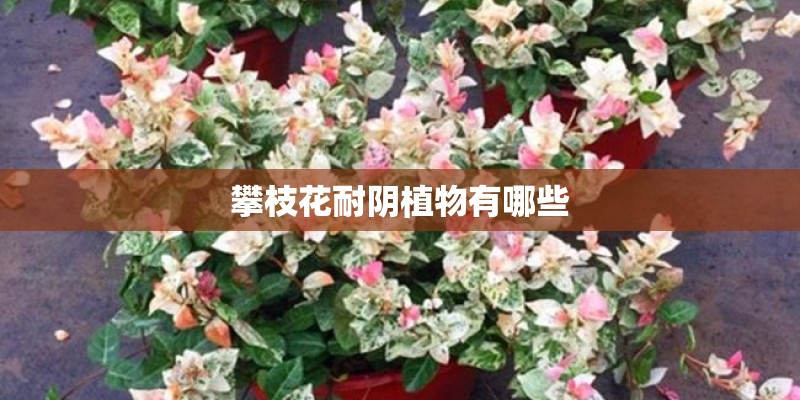 攀枝花耐阴植物有哪些
